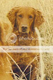 Dog picture