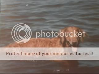 Dog picture