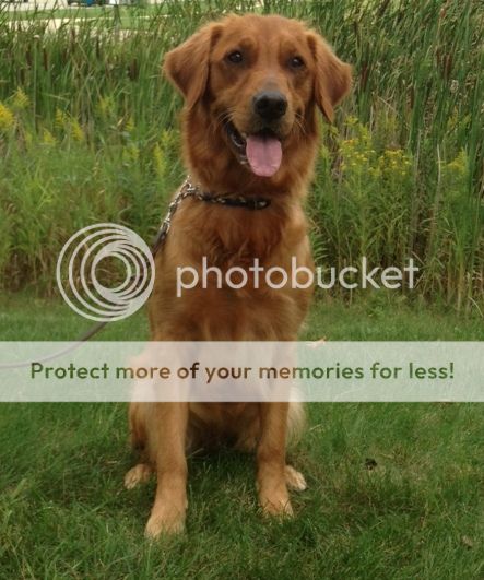 Dog picture