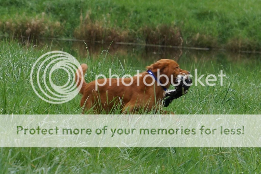 Dog picture