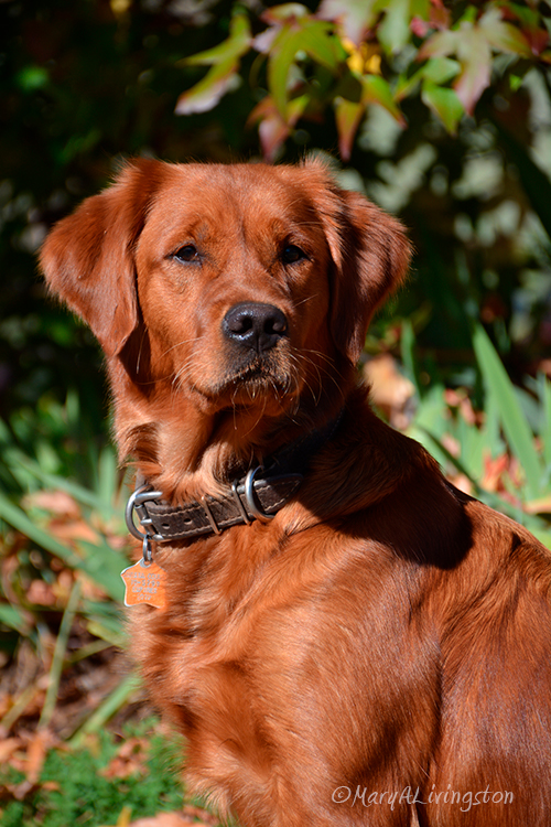 Dog picture