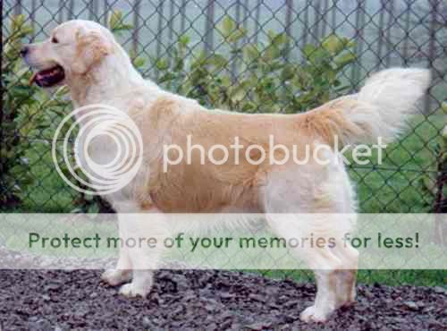 Dog picture