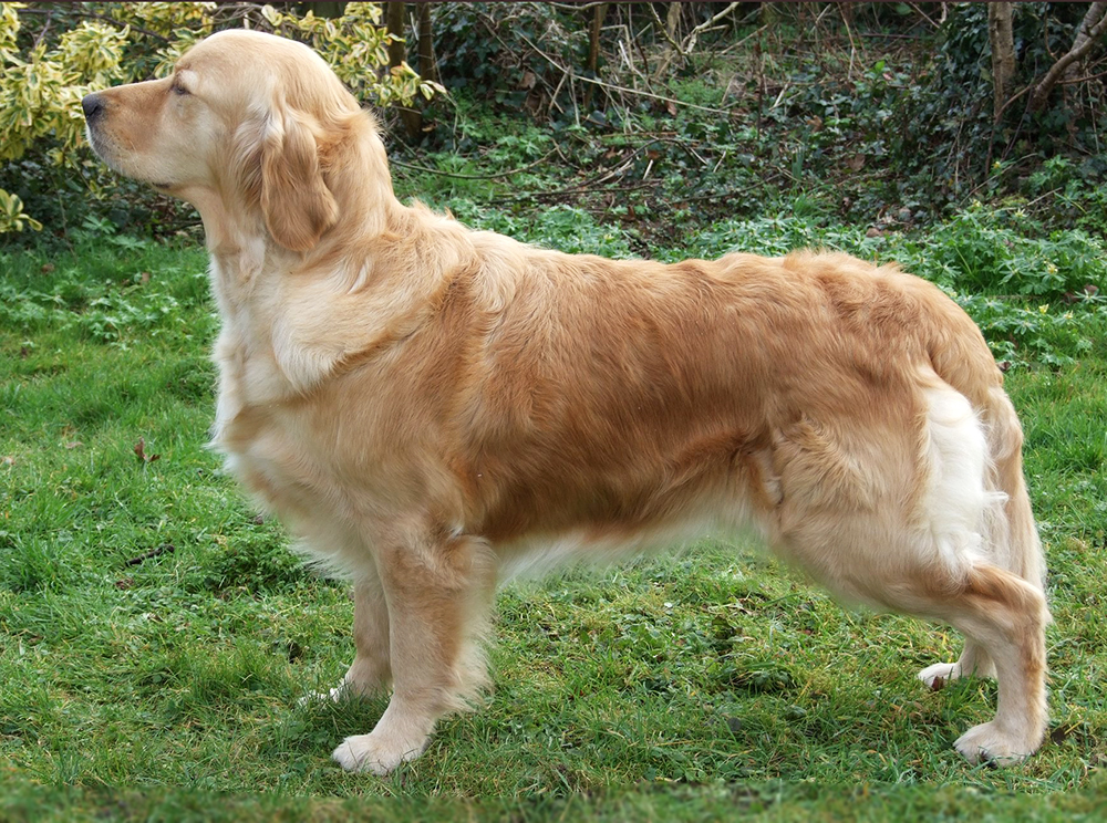 Dog picture