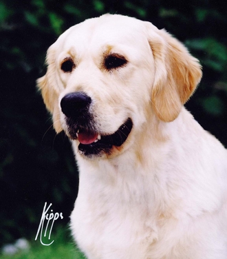Dog picture