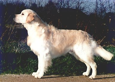 Dog picture