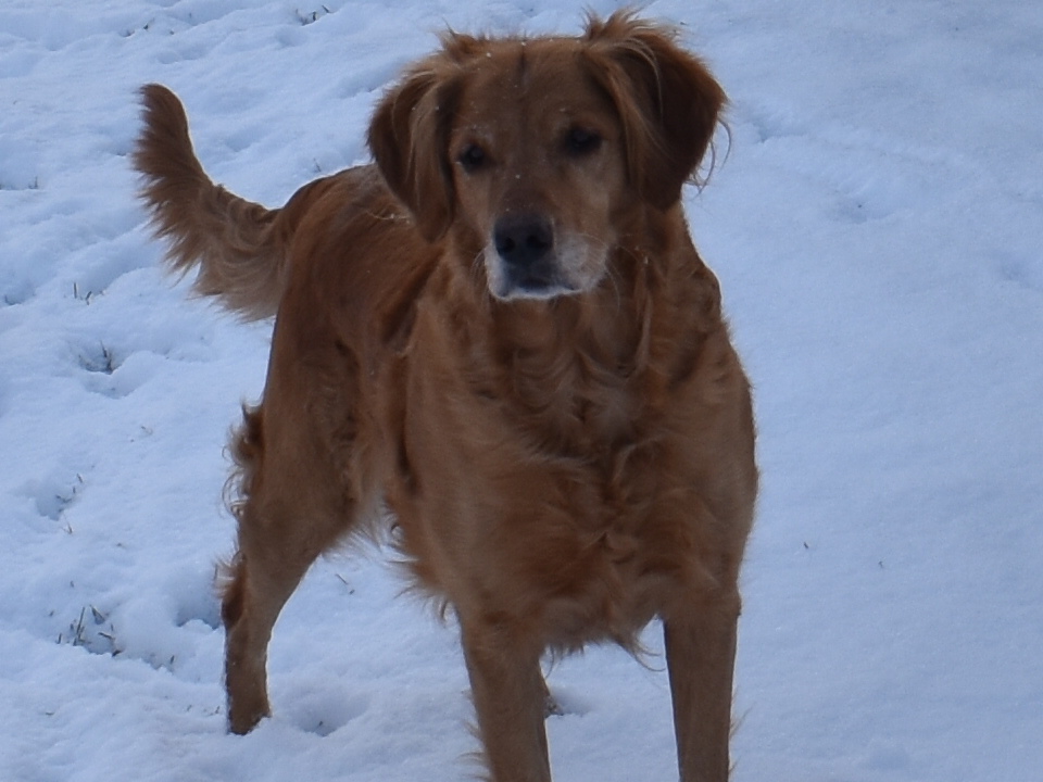 Dog picture