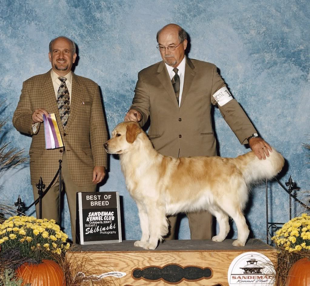 Dog picture