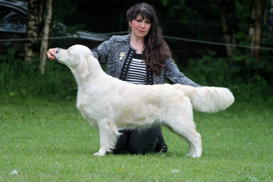 Dog picture