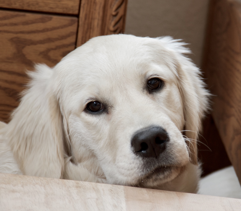 Dog picture