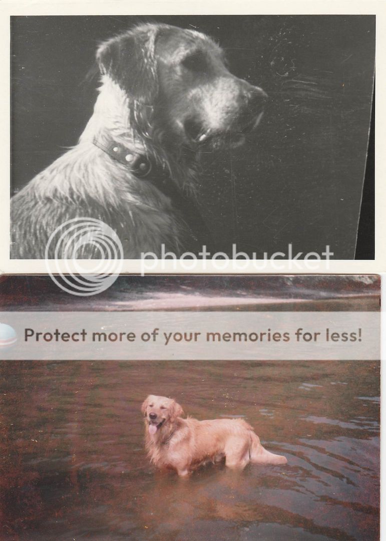 Dog picture