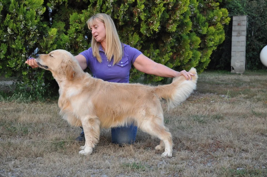Dog picture