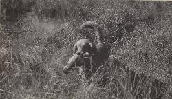 Dog picture