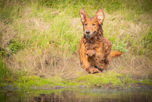 Dog picture