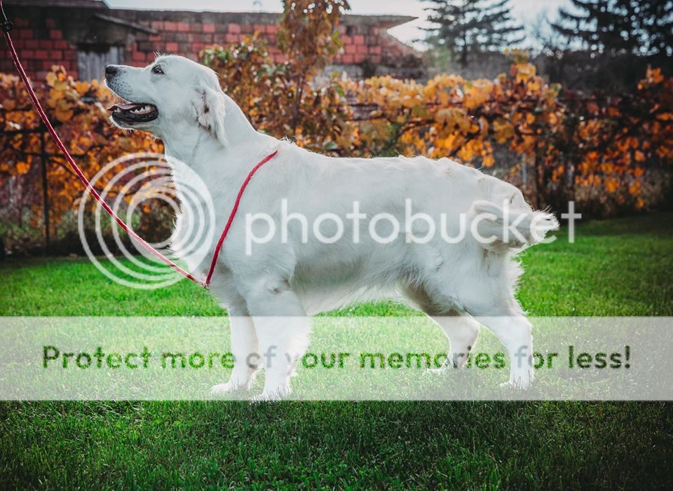 Dog picture