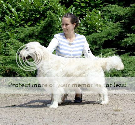 Dog picture