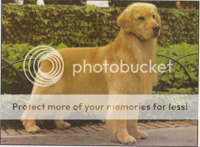 Dog picture