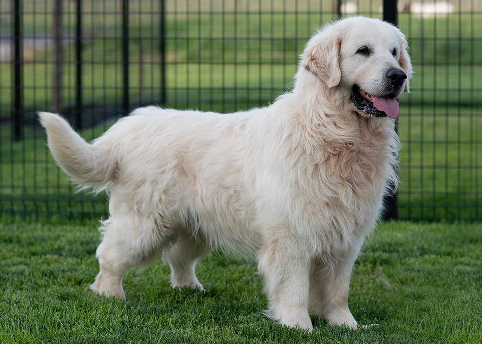 Dog picture