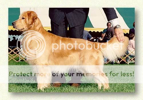 Dog picture