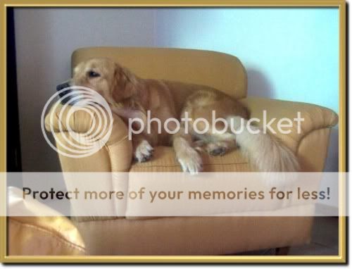 Dog picture