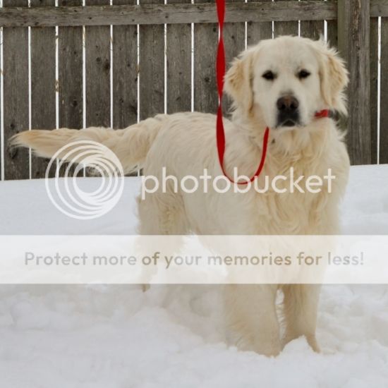 Dog picture