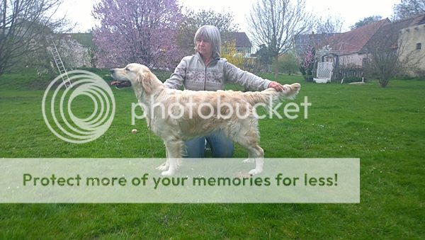 Dog picture