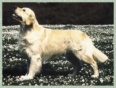 Dog picture