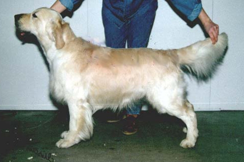 Dog picture