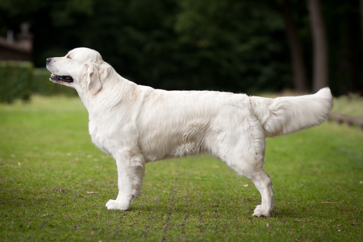 Dog picture
