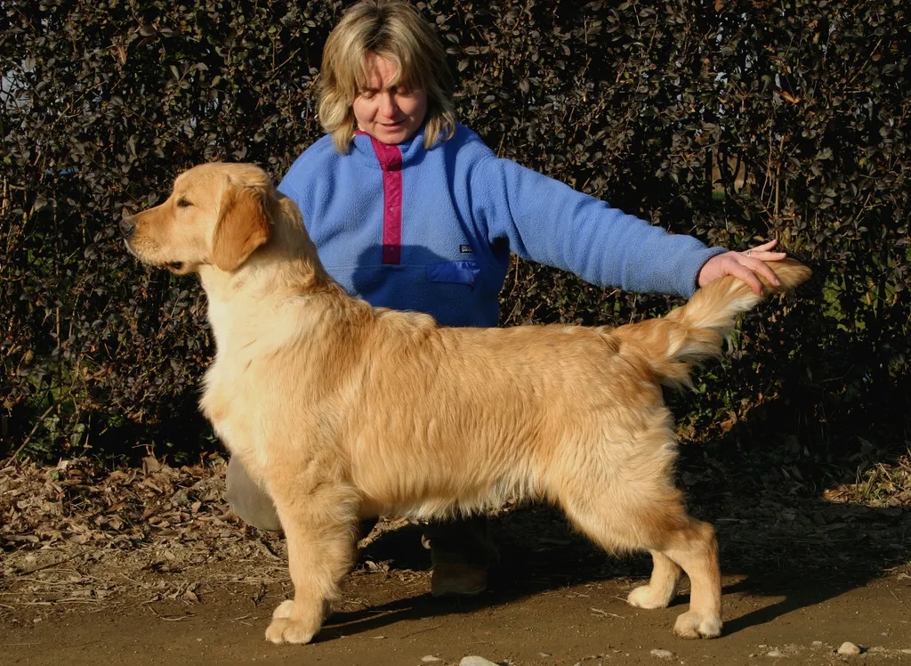 Dog picture