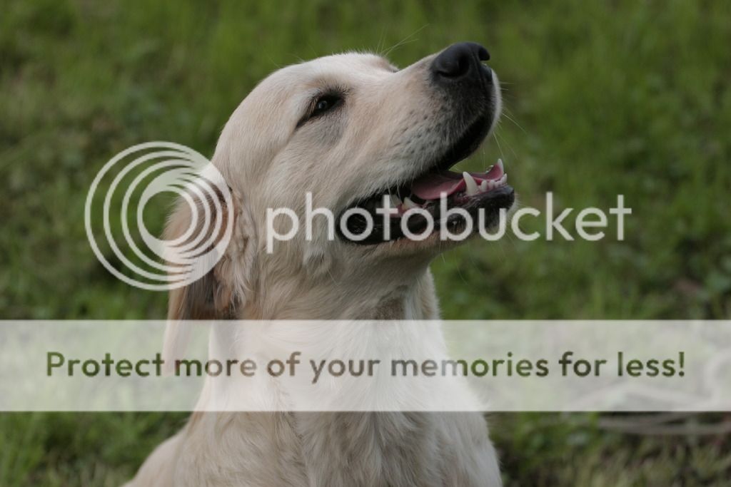 Dog picture