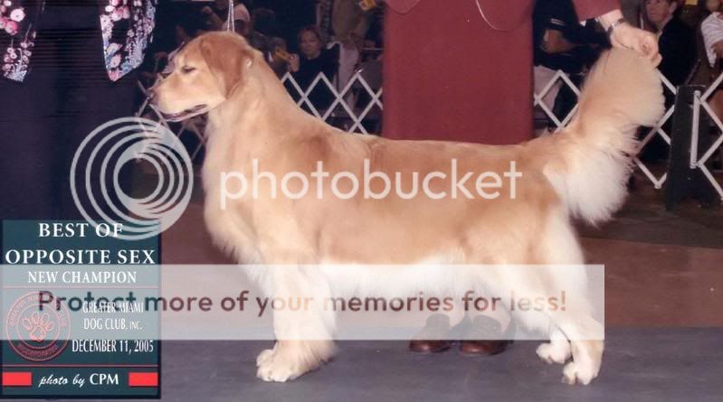 Dog picture
