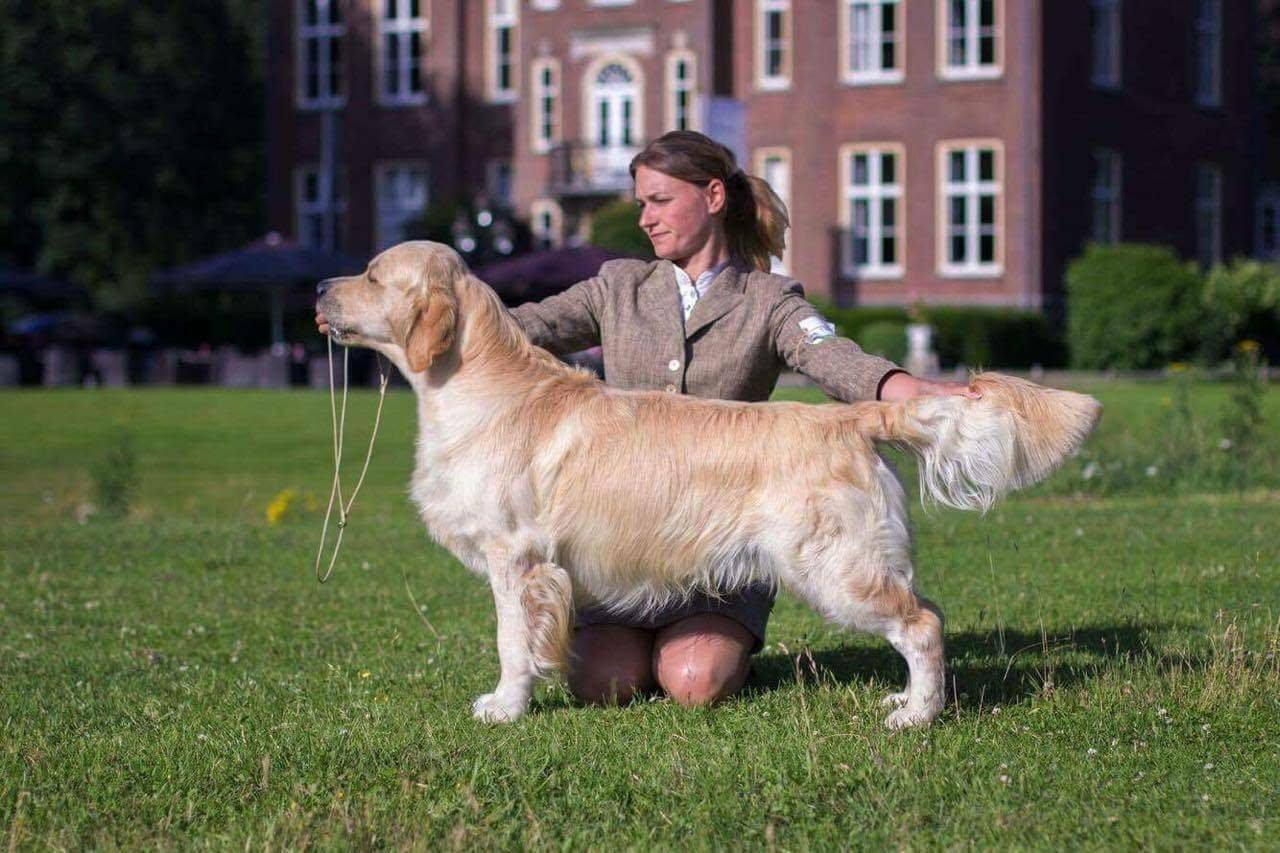 Dog picture