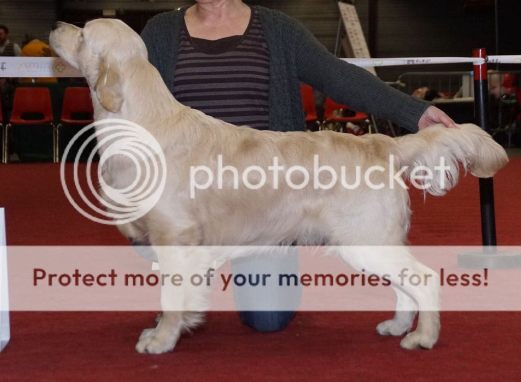 Dog picture