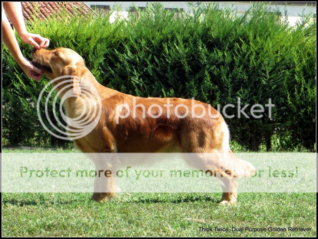 Dog picture