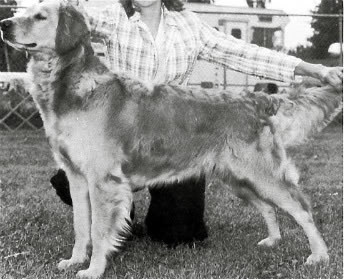 Dog picture