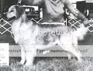 Dog picture