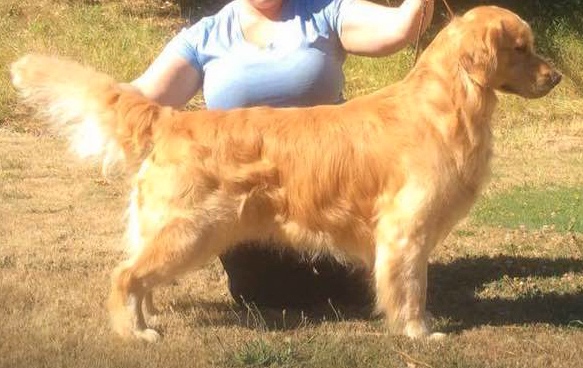 Dog picture