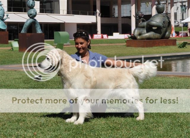 Dog picture