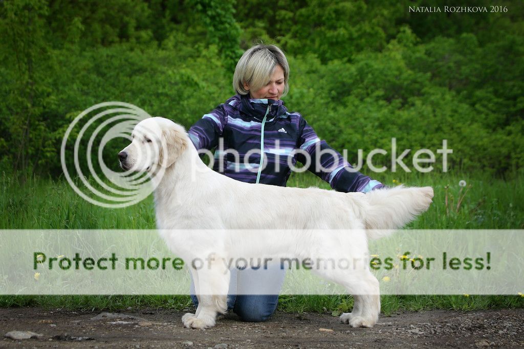 Dog picture