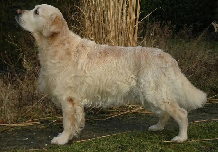 Dog picture