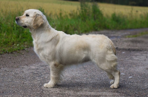 Dog picture