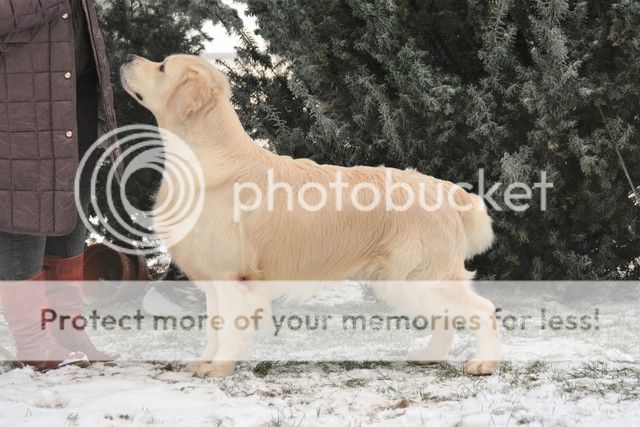 Dog picture
