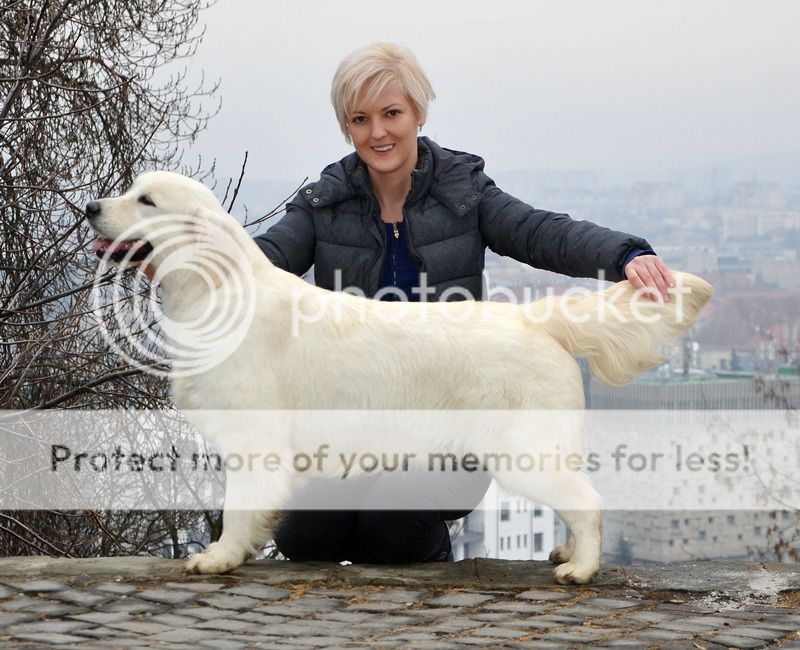 Dog picture