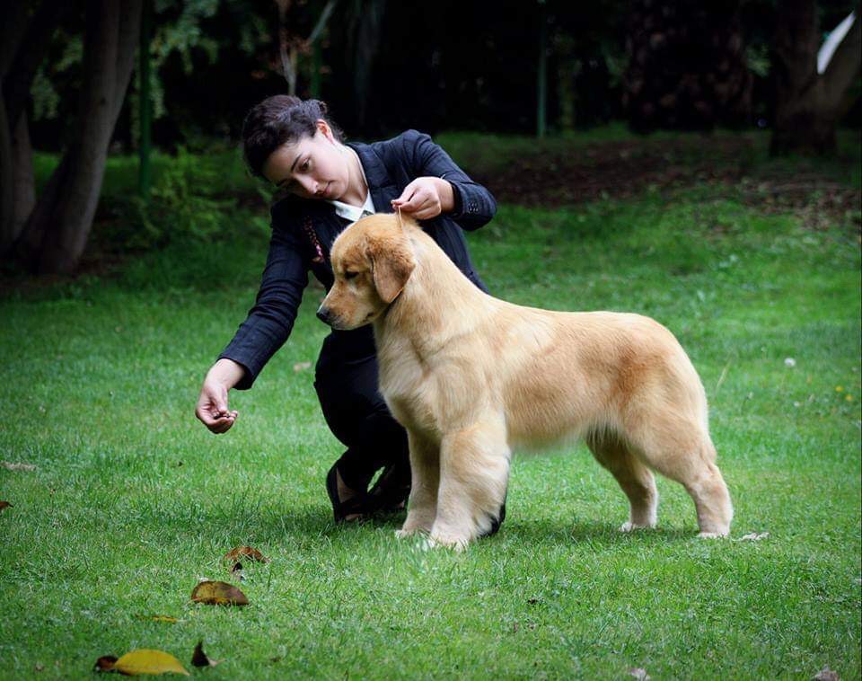 Dog picture