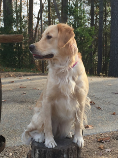 Dog picture