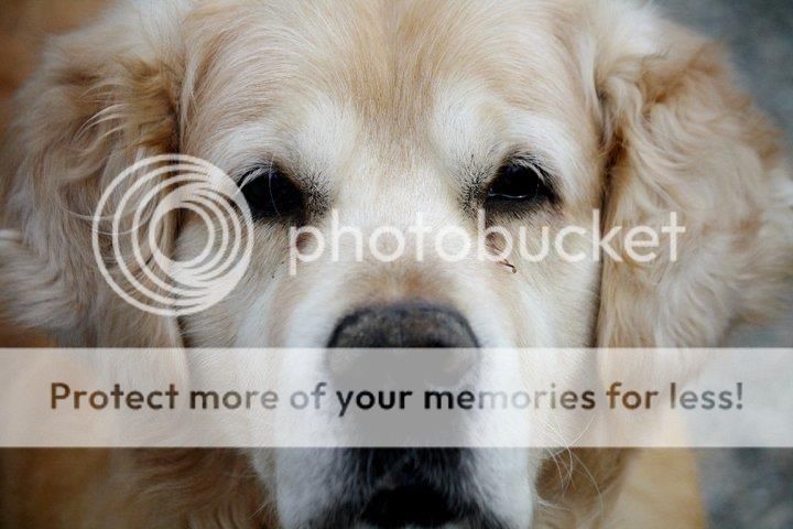 Dog picture