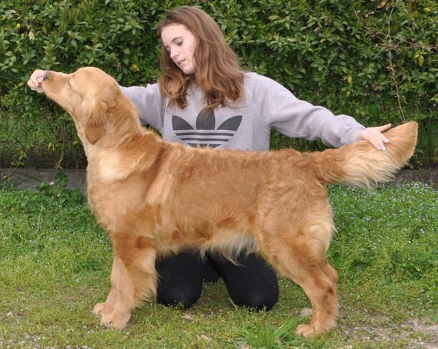 Dog picture
