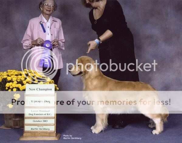 Dog picture