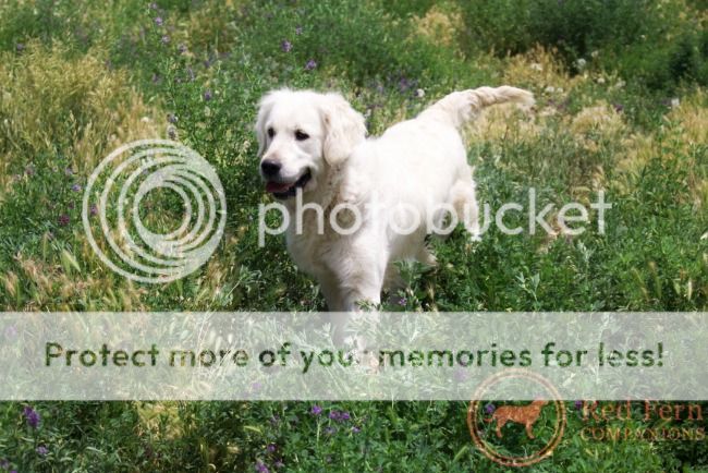 Dog picture