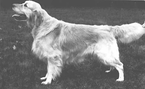 Dog picture